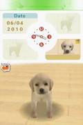 Nintendogs: Chihuahua & Friends - Nintendo DS spill
