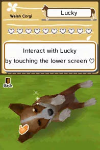 Animal Paradise - Nintendo DS spill - Retrospillkongen