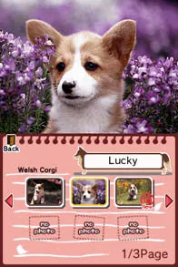 Animal Paradise - Nintendo DS spill - Retrospillkongen